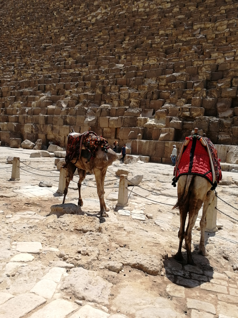 camels standing by pyramids of Giza